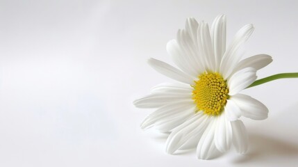 Obraz premium Macro Floral Closeups: Isolated Daisies, White Chamomile & Yellow Chrysanthemum Blooms