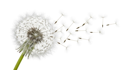 Isolated Dandelion seed head with seeds blowing in the wind, a symbol of summer and wishes
