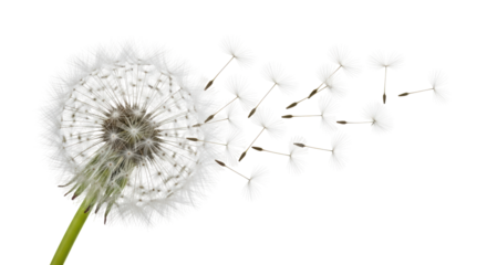 Isolated Dandelion seed head with seeds blowing in the wind, a symbol of summer and wishes
