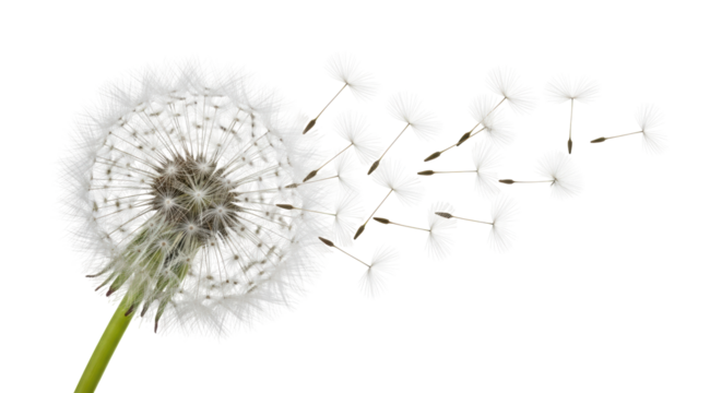Isolated Dandelion seed head with seeds blowing in the wind, a symbol of summer and wishes