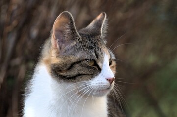 Portrait einer grau-wei&szlig;en Katze