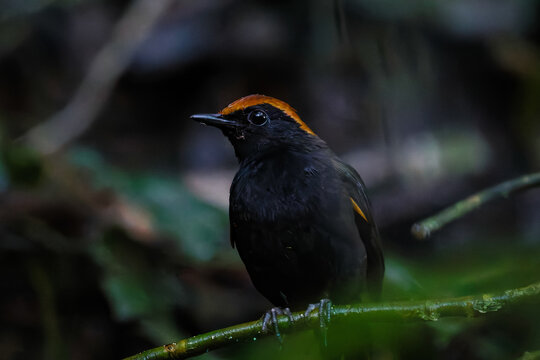 Rufous-capped antthrush - Formicarius colma 