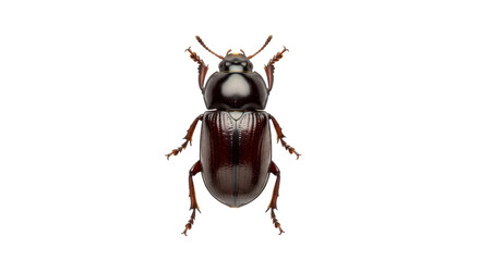 Isolated Scarab Beetle insect, reddish-brown color, shiny shell, closeup insect on clean surface