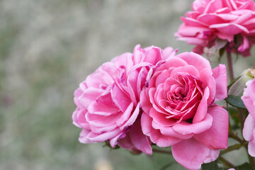 Beautiful pink rose flower closeup in garden, A very beautiful pink yellow rose flower bloomed on the rose tree, Rose flower closeup, bloom flowers, Natural spring flower floral background