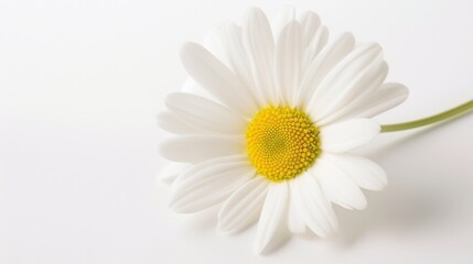 Fototapeta premium Macro Floral Closeups: Isolated Daisies, White Chamomile & Yellow Chrysanthemum Blooms