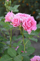 Beautiful pink rose flower closeup in garden, A very beautiful pink yellow rose flower bloomed on the rose tree, Rose flower closeup, bloom flowers, Natural spring flower floral background