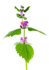 Fresh flowers of spotted dead-nettle isolated on white background. Lamium maculatum. Medicinal herb.