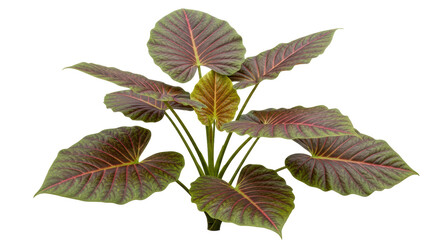 Fototapeta premium Isolated Alocasia cuprea plant displaying iridescent copper foliage, home decor beauty