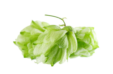 Fresh green hops branch, isolated on a white background. Hop cones with leaf. Organic Hop Flowers. Clipping path.