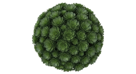 Isolated succulent topiary ball, green plant sphere decor for landscaping and gardening ideas
