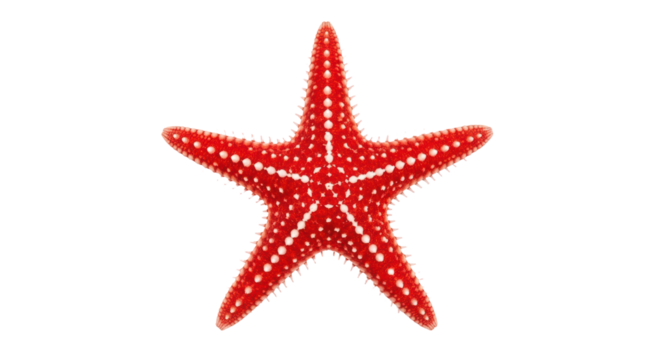 Isolated red starfish with white dots, perfect marine sea life element for summer vacations