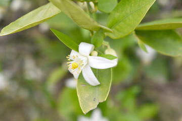 Blossoming orange tree flowers, orange blossoms, Spring harvest, closeup of Orange tree branches with flowers and leaves, buds and leaves, white little flower closeup, Chakwal, Punjab, Pakistan