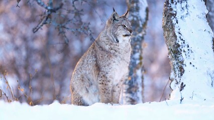 lynx in the snow