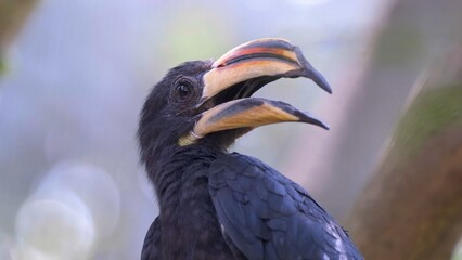 close up of a vulture