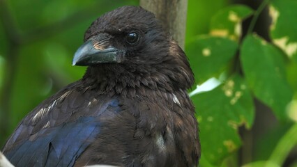 raven on a rock