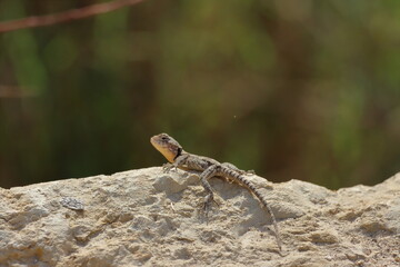 Lizard on a rock in the wild, Israel.