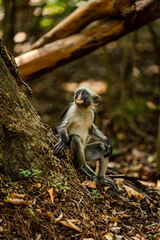 Tanzania – A young monkey in the trees looking up at other monkeys.