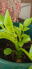 Closeup of tiny seedlings emerging from dahlia soil, tender green leaves at early growth stage, indoor germination process captured in detail, concept of agriculture and gardening.