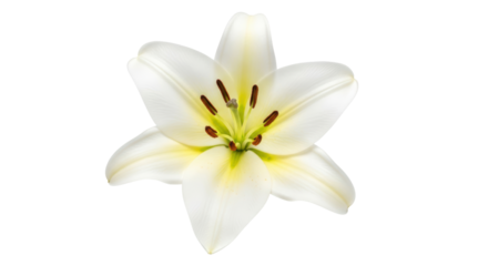 Isolated Easter lily with yellow markings on petals, a fragrant flowering bulb plant
