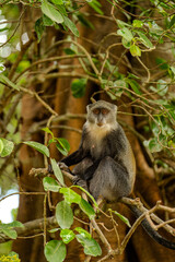 Zanzibar, Tanzania – A monkey in the forest looking directly at the camera.