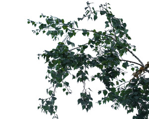 Photo of a natural birch branch on a transparent background	
