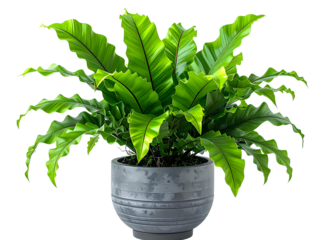 A realistic photo of a lush green bird's nest fern plant in a modern grey pot, isolat