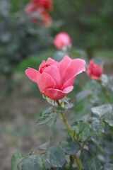 Beautiful red rose flower closeup in garden, A very beautiful red rose flower bloomed on the rose tree, Rose flower closeup, bloom flowers, Natural spring flower, Natural floral background,