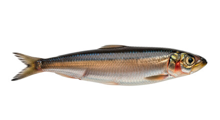 Isolated Alosa fallax, Twaite shad fish with beautiful silver skin and fins, studio shot