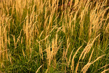 Calamagrostis is a genus of herbaceous plants in the family Poaceae. Golden grasses sway in the gentle breeze during sunset in a serene field landscape.
