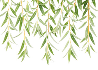 Fototapeta premium Close up view of hanging willow branches with green leaves against a black background isolated shot