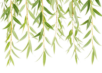 Fototapeta premium Close up view of hanging willow branches with green leaves against a black and white background