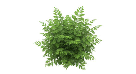Isolated green bush with fern leaves, plant texture, nature element, greenery foliage, lush