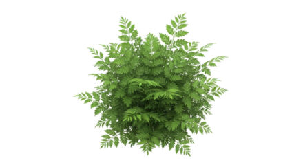 Isolated green bush with fern leaves, plant texture, nature element, greenery foliage, lush