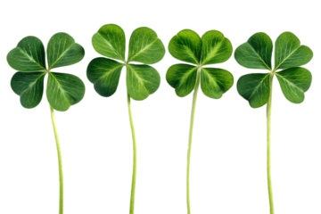 Four bright green shamrocks with stems arranged in a row against a black background for st patrick's day