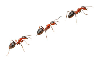 A close up view of three ants in a diagonal line against a black color background space area