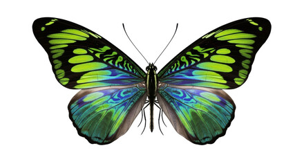 Isolated butterfly insect tropical with wings colorful, flying, close-up detail, nature