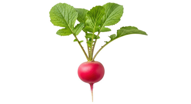 Isolated fresh radish with leaves, healthy food, diet ingredient, natural product