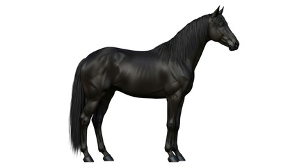 Isolated Black horse standing, no background, elegant equine, beautiful mustang, ungulate