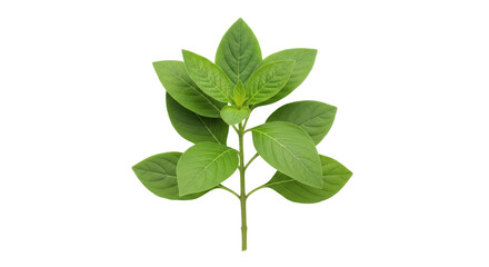 Isolated close-up of fresh basil plant. Seasoning, cooking, and ingredient concept