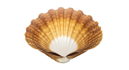Isolated Scallop Seashell, Ocean Souvenir, Seafood Ingredient, Marine Mollusk, Shellfish