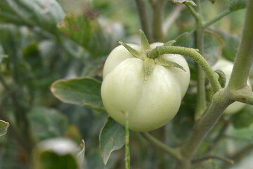 Green unripe Tomato, Green tomatoes plantation. Organic farming, young unripe tomato plant growth in greenhouse, Fresh green unripe tomatoes growing in the garden, Vegetable plantation with tomatoes