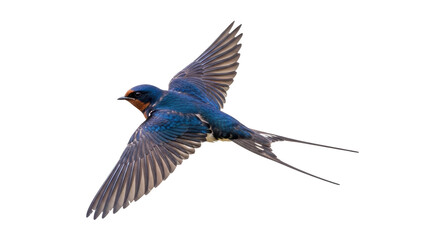 Isolated barn swallow flying, with wings outstretched, against no background for creative use
