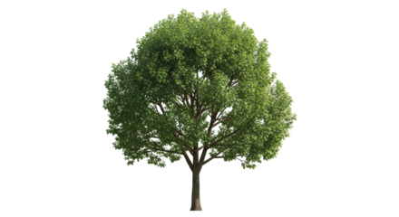 Isolated broadleaf tree with dense foliage, vibrant green leaves and sturdy trunk for design