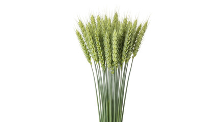 Isolated Green Wheat Stalks Bunch in Studio Shot, Cereal Crop, Grain, Healthy Food, Nature