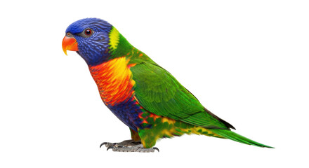 Isolated Rainbow Lorikeet resting on a white backdrop, a colorful bird, fauna and nature