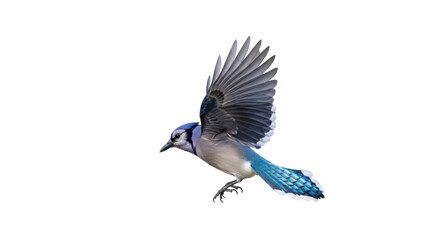 Isolated Blue Jay in Mid-Flight with Open Wings Ready to Land at Any Moment Near You
