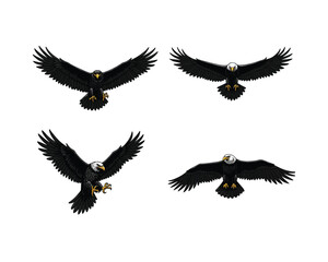 Four distinct aerial views of a majestic bald eagle in flight showcasing its powerful wingspan and sharp talons against a clean white background