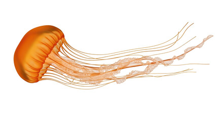 Isolated Sea Nettle Jellyfish with Tangled Tentacles on Display in Clear Water, Vibrant Orange © Natalia