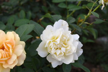 Beautiful white rose flower closeup in garden, A very beautiful white rose flower bloomed on the rose tree, Rose flower closeup, bloom flowers, Natural spring flower, Natural floral background,