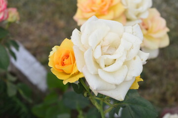 Beautiful white rose flower closeup in garden, A very beautiful white rose flower bloomed on the rose tree, Rose flower closeup, bloom flowers, Natural spring flower, Natural floral background,
